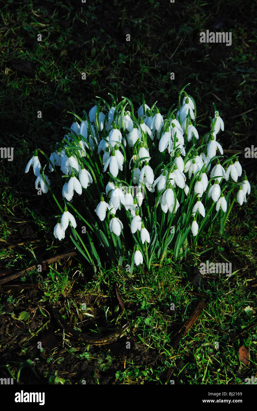 Schneeglöckchen (Atkinsii) in voller Blüte. Februar 2010 Stockfoto