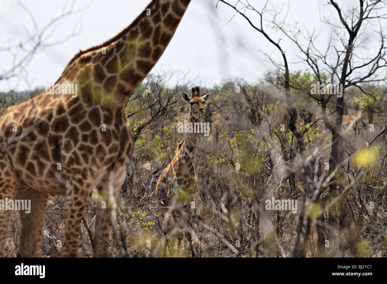 Junge Giraffe Portrait (Giraffa Plancius) Krüger Nationalpark in Südafrika Stockfoto