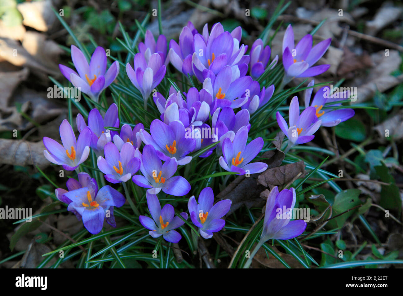 Wilde Krokusse im frühen Frühling. Stockfoto