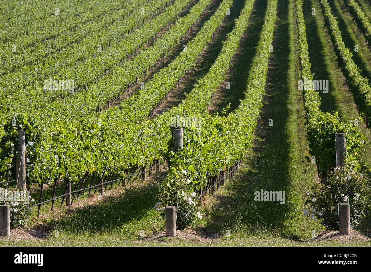 Weinberge im Yarra Valley, Victoria, Australien Stockfoto