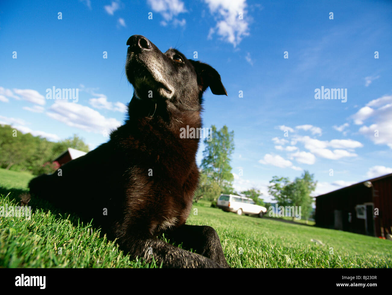 Ein Hund auf dem Rasen Stockfoto