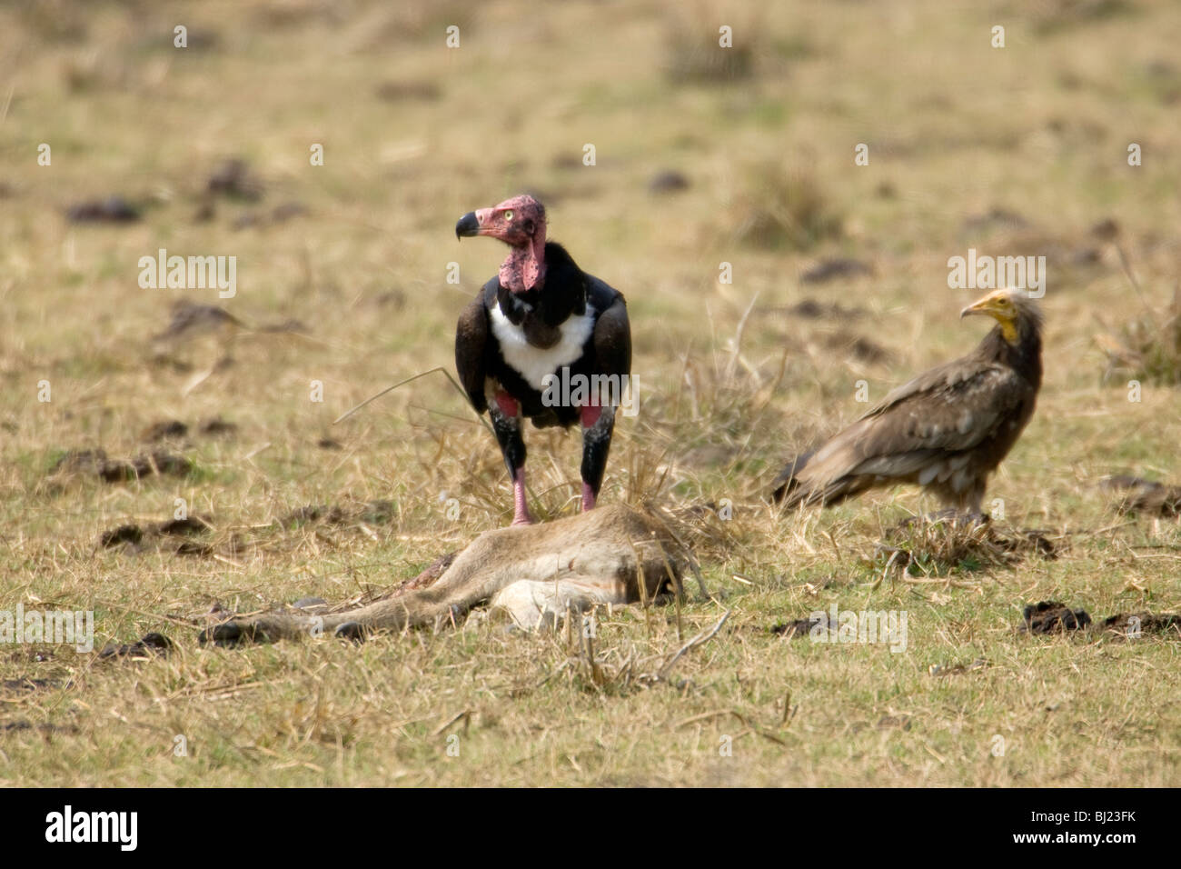 Geier auf einem Kadaver Stockfoto