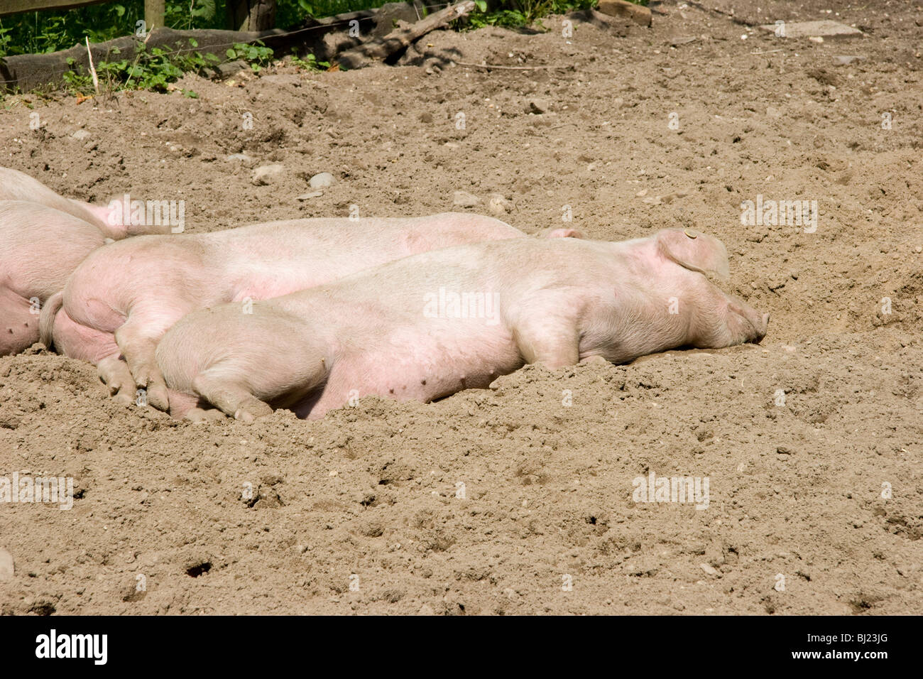 Schlafen in einem schlammigen Hof Schweine Stockfoto