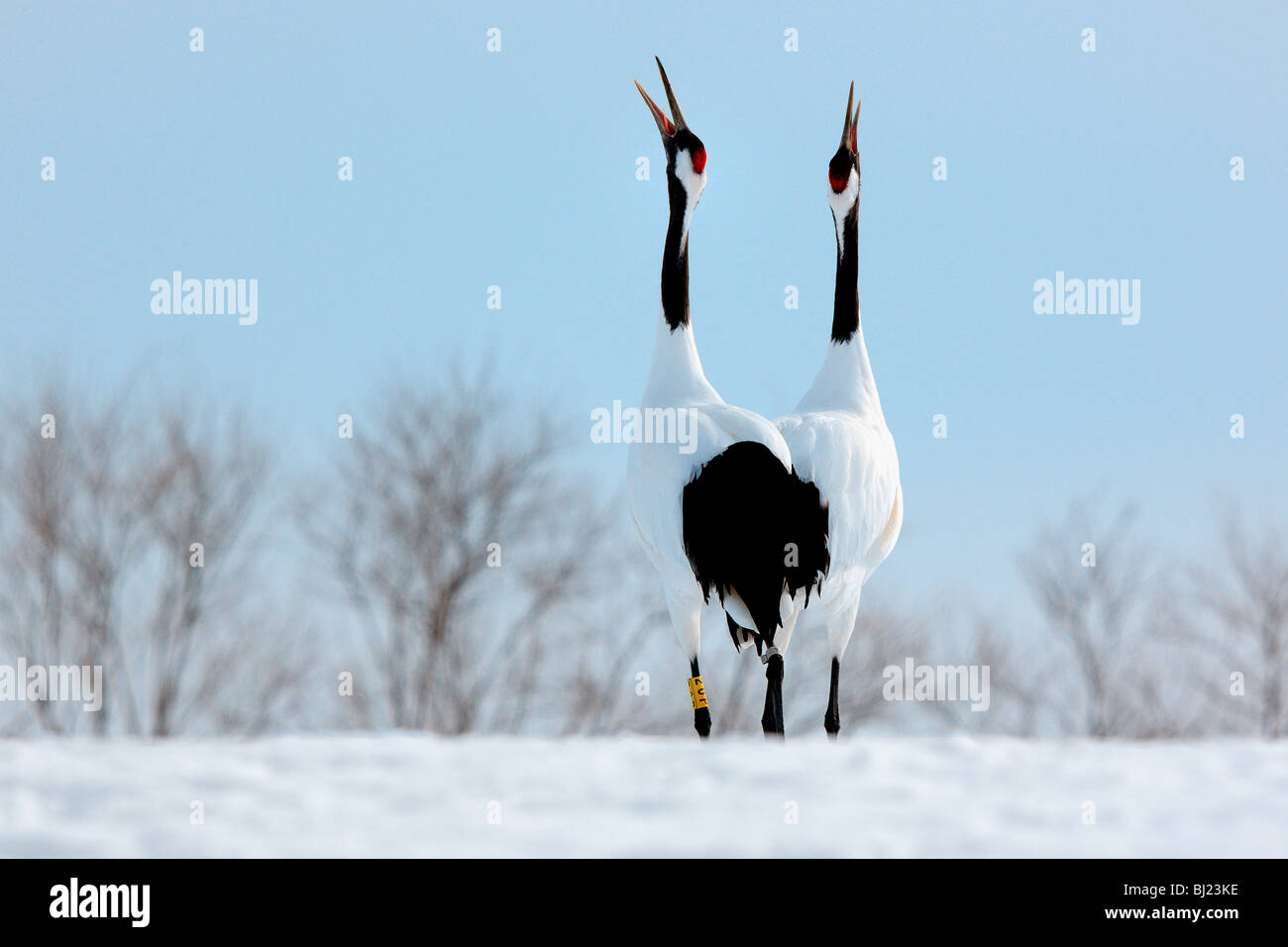 Paar von gefährdeten roten Crested japanische Krane in der Wild - Hokkaido, Japan Stockfoto