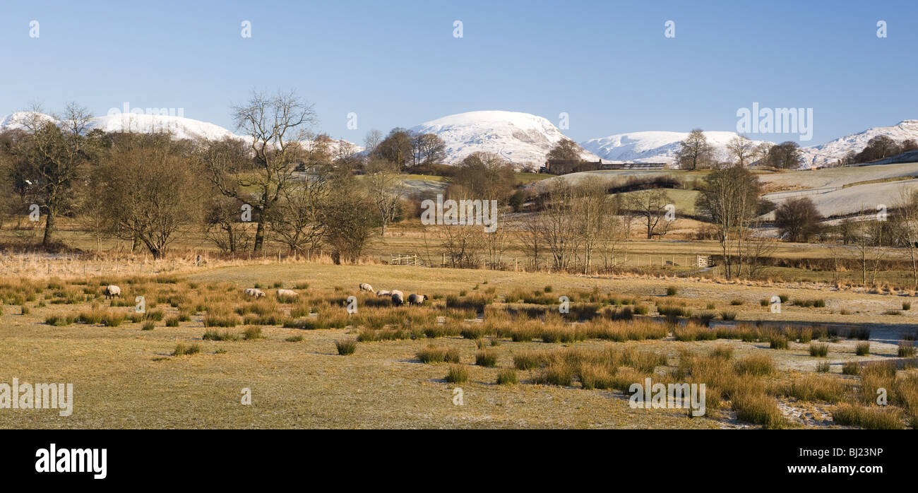 Bereich der schwarzen konfrontiert Schafe mit Schnee bedeckt Cumbrian Mountains von Hawkshead Dorf Lake District Cumbria England Vereinigtes König Stockfoto