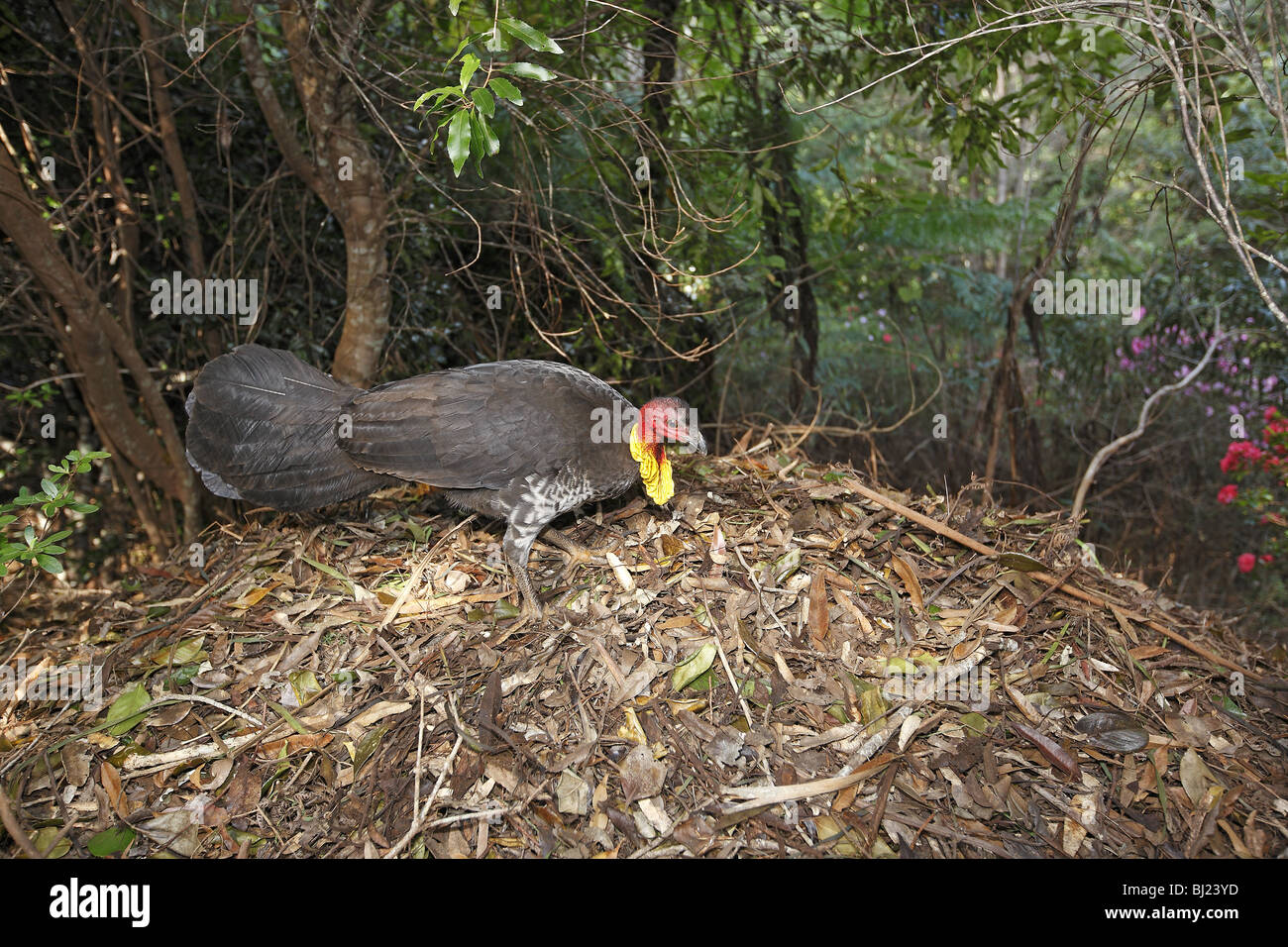 Australische Pinsel-Türkei (Alectura Lathami) am Nest Hügel. Stockfoto