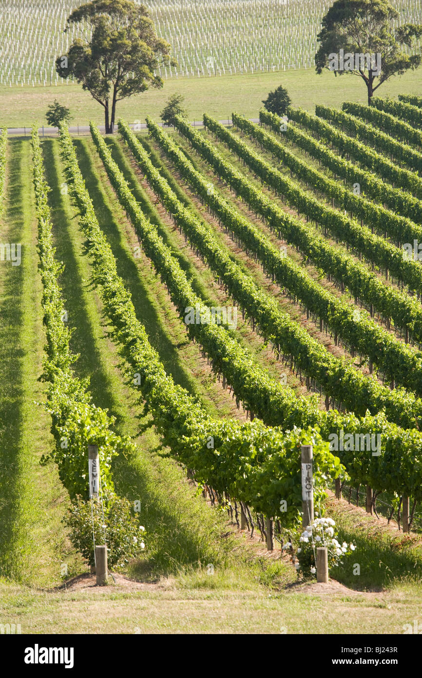 Weinberge bei De Bortoli Weinberge, Yarra Valley, Victoria, Australia Stockfoto