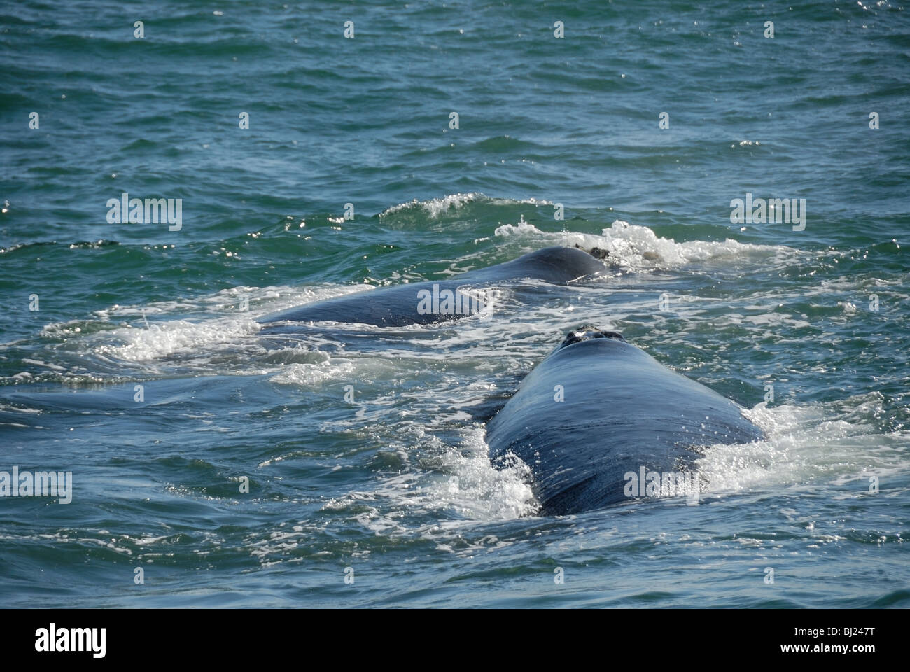 Zwei südliche Glattwale (Eubalaena Australis), Hermanus, Western Cape, Südafrika. Stockfoto