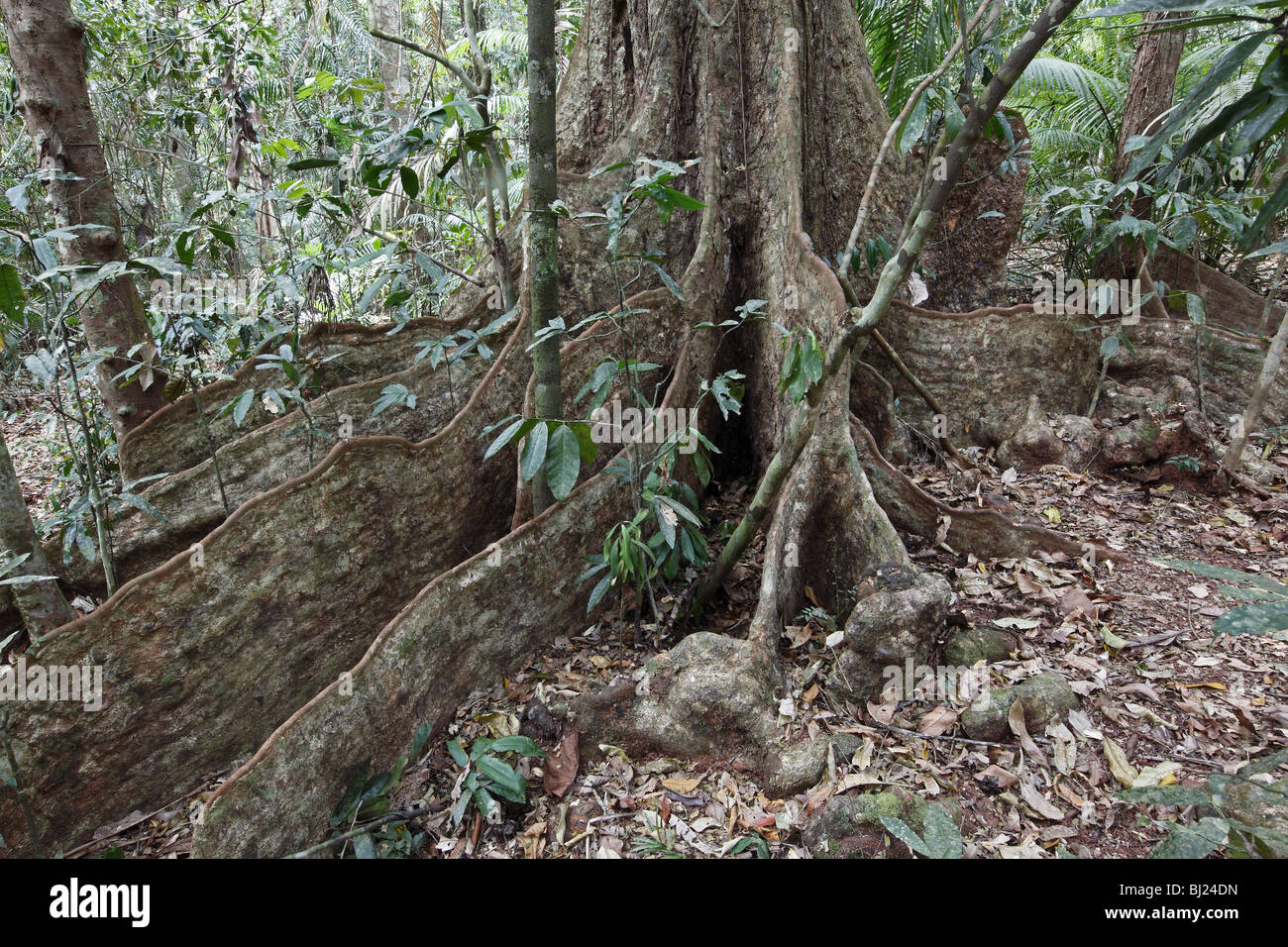 Wurzeln der schwarzen Booyong (Argyrodendron Actinophyllum) im Daintree Nationalpark, Queensland zu stützen. Stockfoto