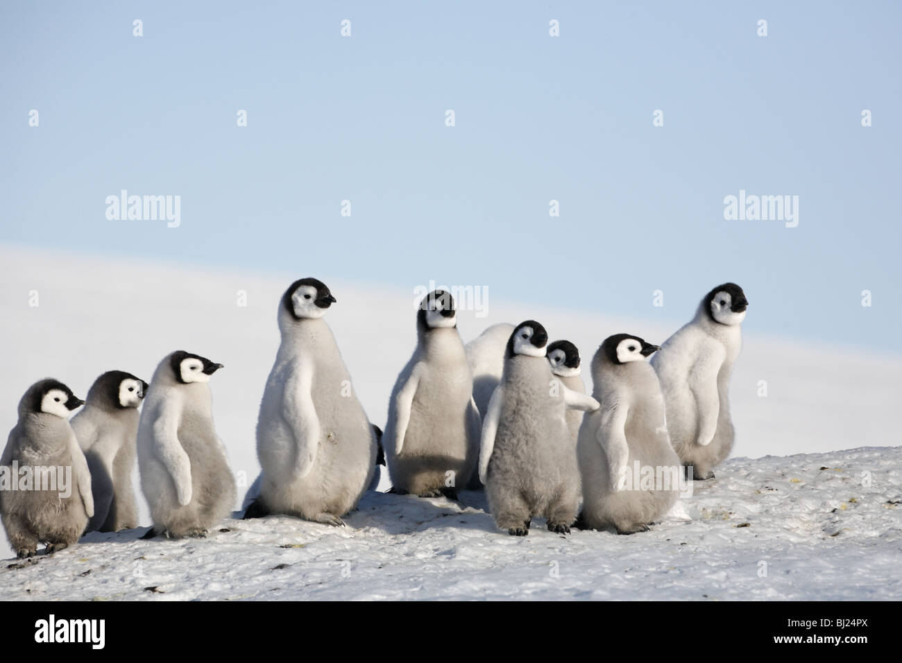 Kaiser-Pinguin, Aptenodytes Forsteri, Küken im Schnee Hügel Insel, antarktische Halbinsel Stockfoto