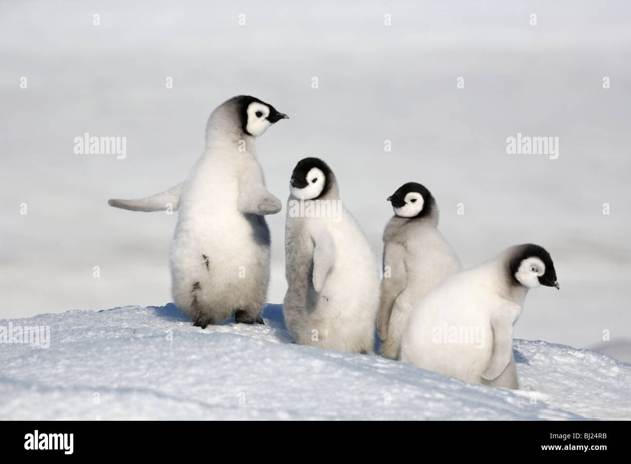 Kaiser-Pinguin, Aptenodytes Forsteri, vier Küken im Schnee Hügel Insel, antarktische Halbinsel Stockfoto