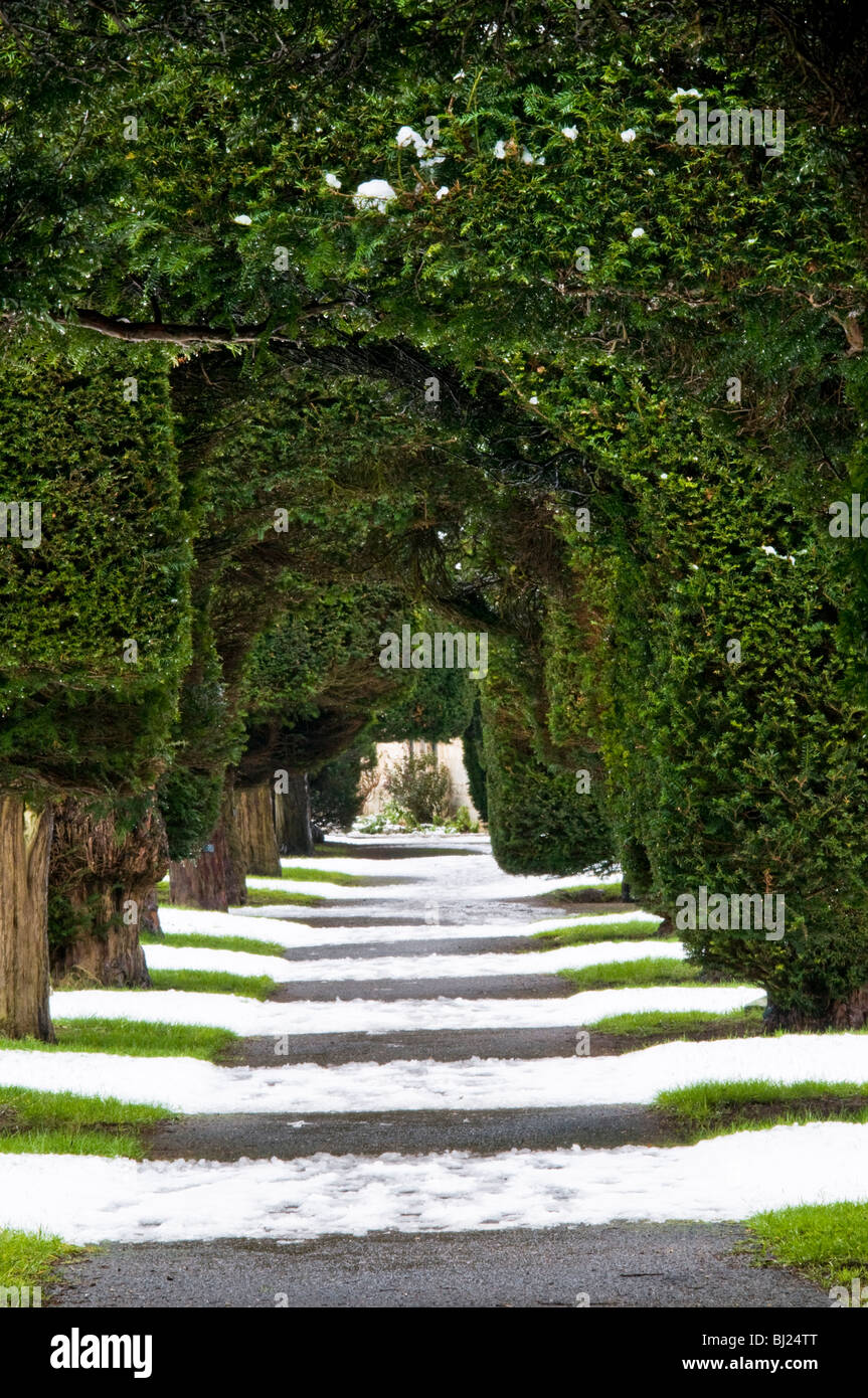 Eiben auf dem Kirchhof von Str. Marys, Painswick, Cotswolds, Gloucestershire, UK Stockfoto