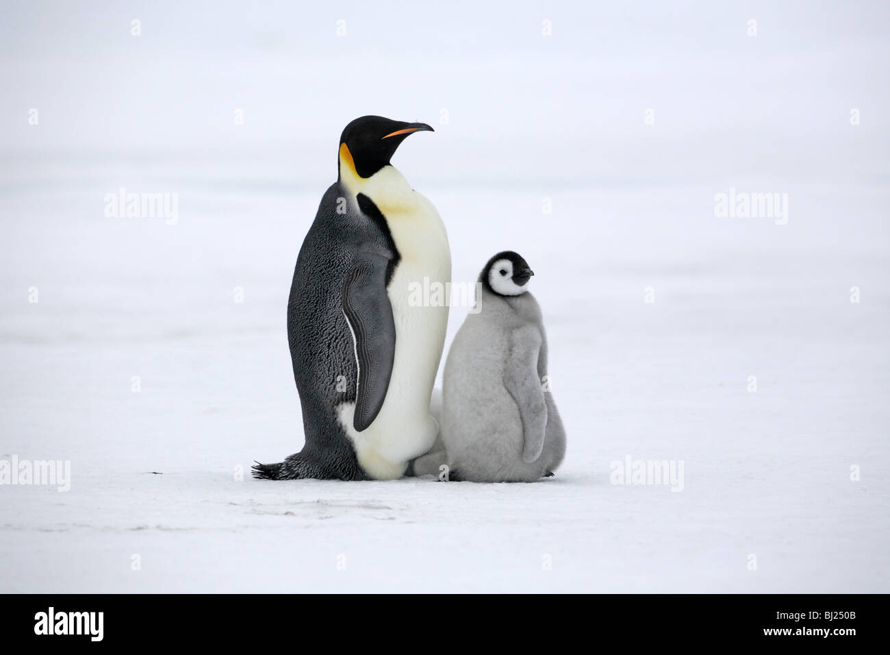 Kaiser-Pinguin, Aptenodytes Forsteri, Erwachsene mit Küken im Schnee Hügel Insel antarktische Halbinsel Stockfoto