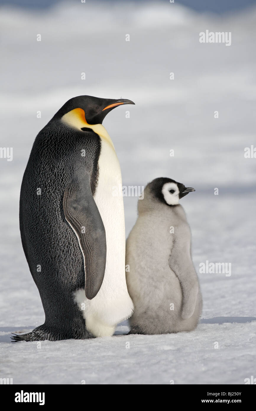 Kaiser-Pinguin, Aptenodytes Forsteri, bei Schnee Hügel Insel antarktische Halbinsel Stockfoto