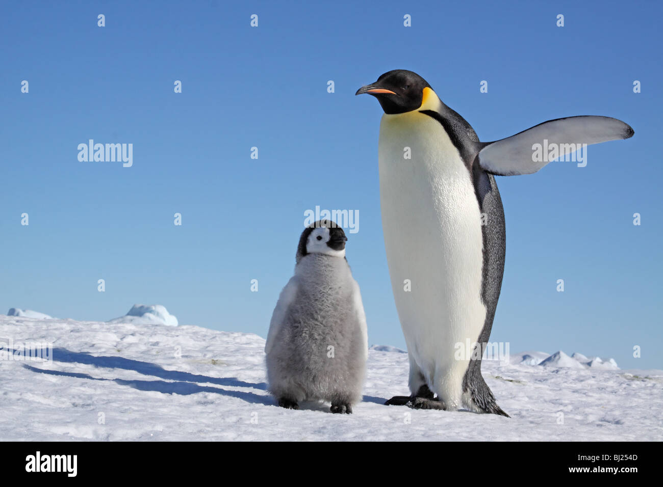 Kaiser-Pinguin, Aptenodytes Forsteri, Erwachsene mit Flipper angehoben und Küken im Schnee Hills Insel antarktische Halbinsel Stockfoto