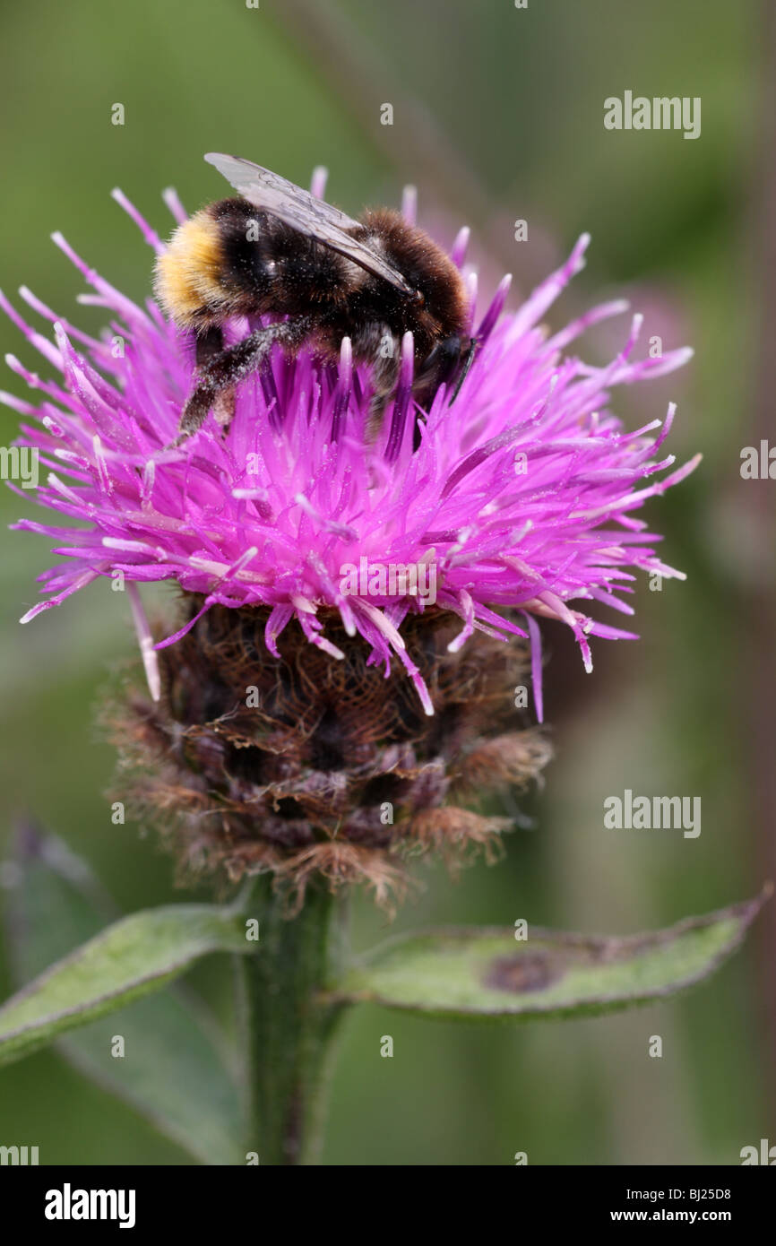 Rotschwanz-Bumble Bee, Bombus lapidarius Stockfoto