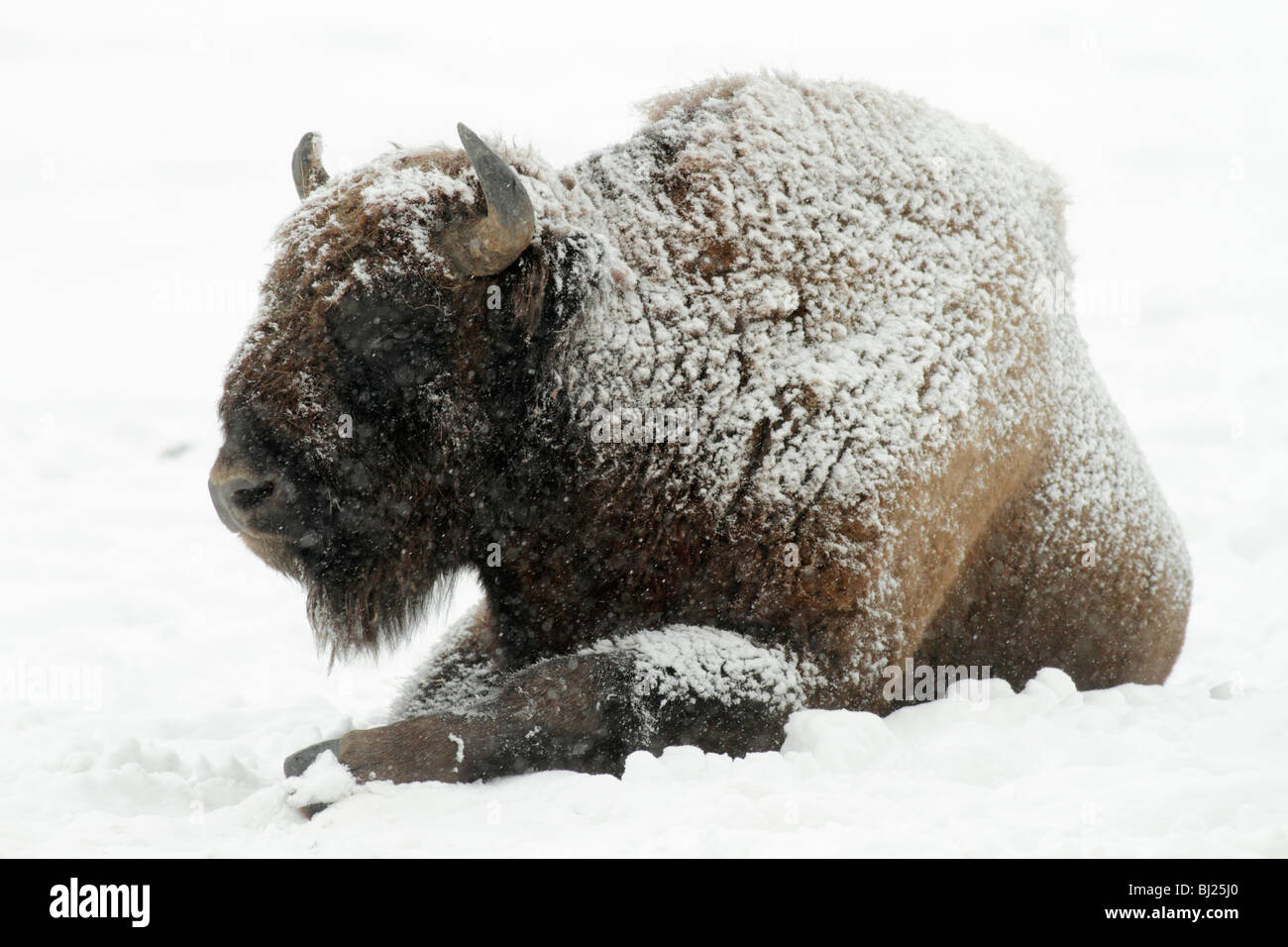 Wisente, Bison Bonasus, Stier, bedeckt in Schnee, Deutschland Stockfoto