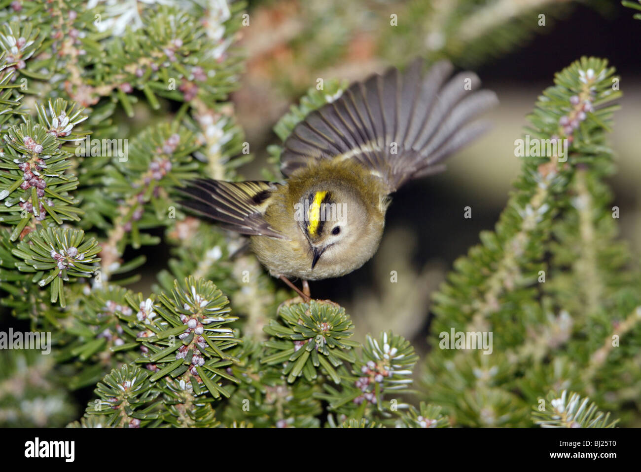 Wintergoldhähnchen (Regulus Regulus), auf der Suche nach Nahrung in Tanne, Deutschland Stockfoto