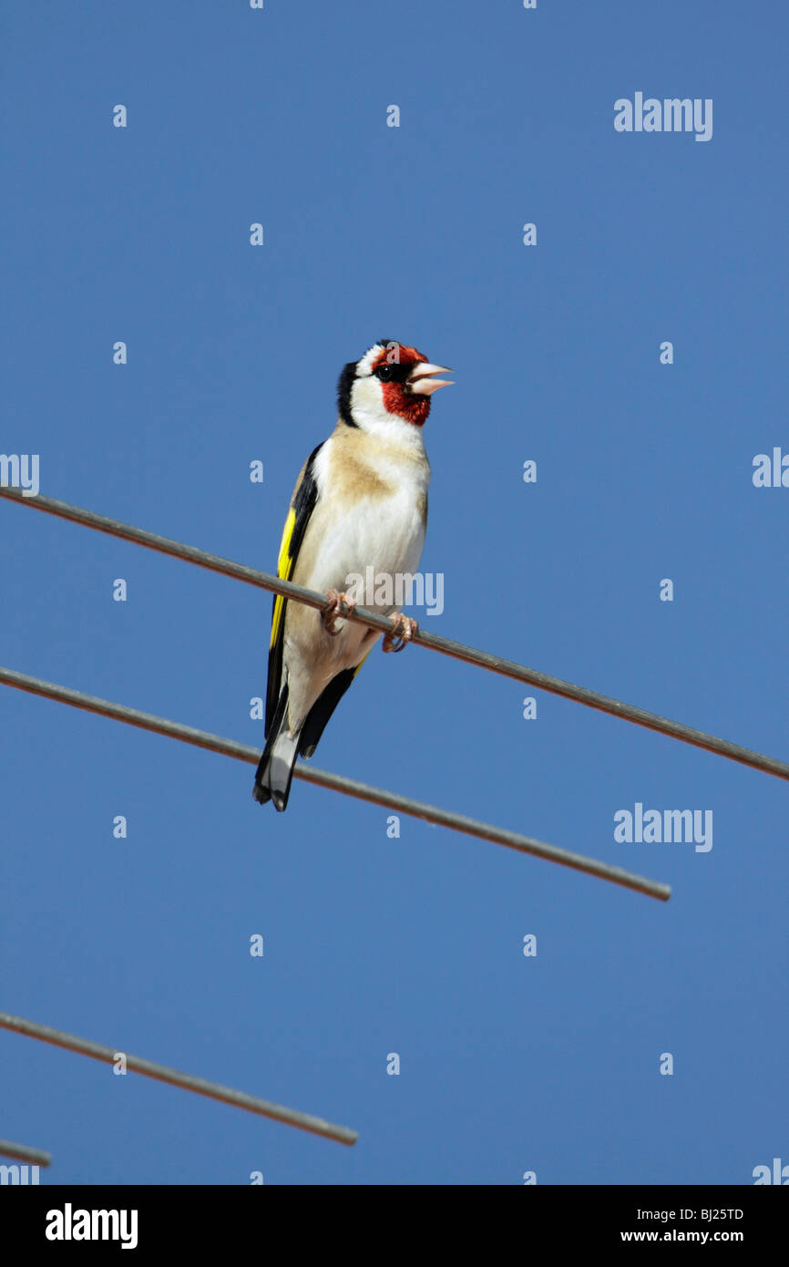 Stieglitz (Zuchtjahr Zuchtjahr), singen von TV-Antenne, Portugal Stockfoto