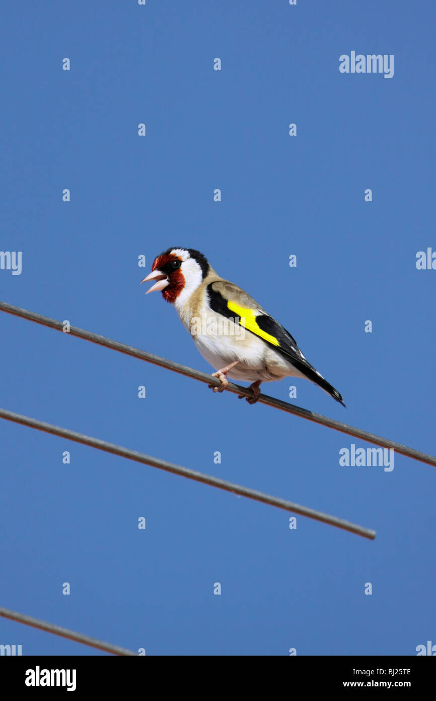 Stieglitz (Zuchtjahr Zuchtjahr), singen von TV-Antenne, Portugal Stockfoto