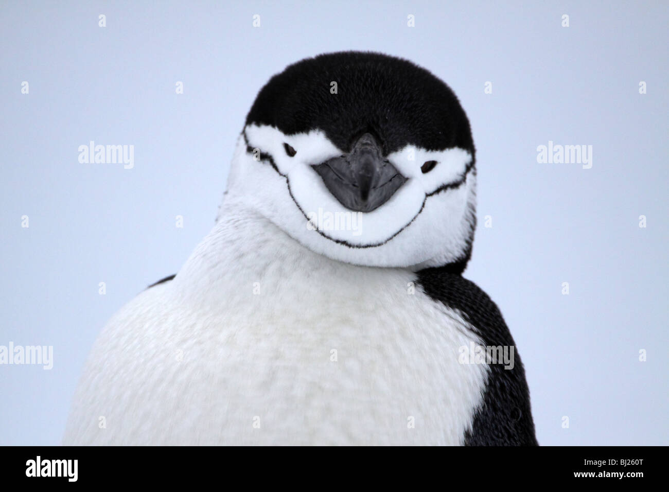 Kinnriemen Penguin, Pygoscelis Antarctica, Nahaufnahme des Gesichts im Halfmoon Island, antarktische Halbinsel Stockfoto