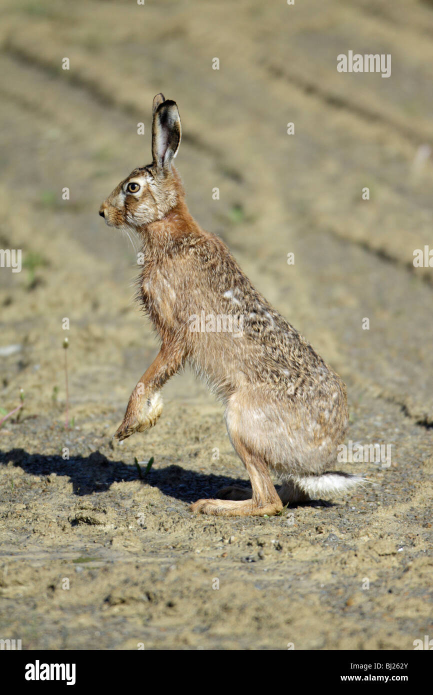 Feldhase (Lepus Capensis Europeaus), stehend auf der Hinterbeine Hut Stockfoto