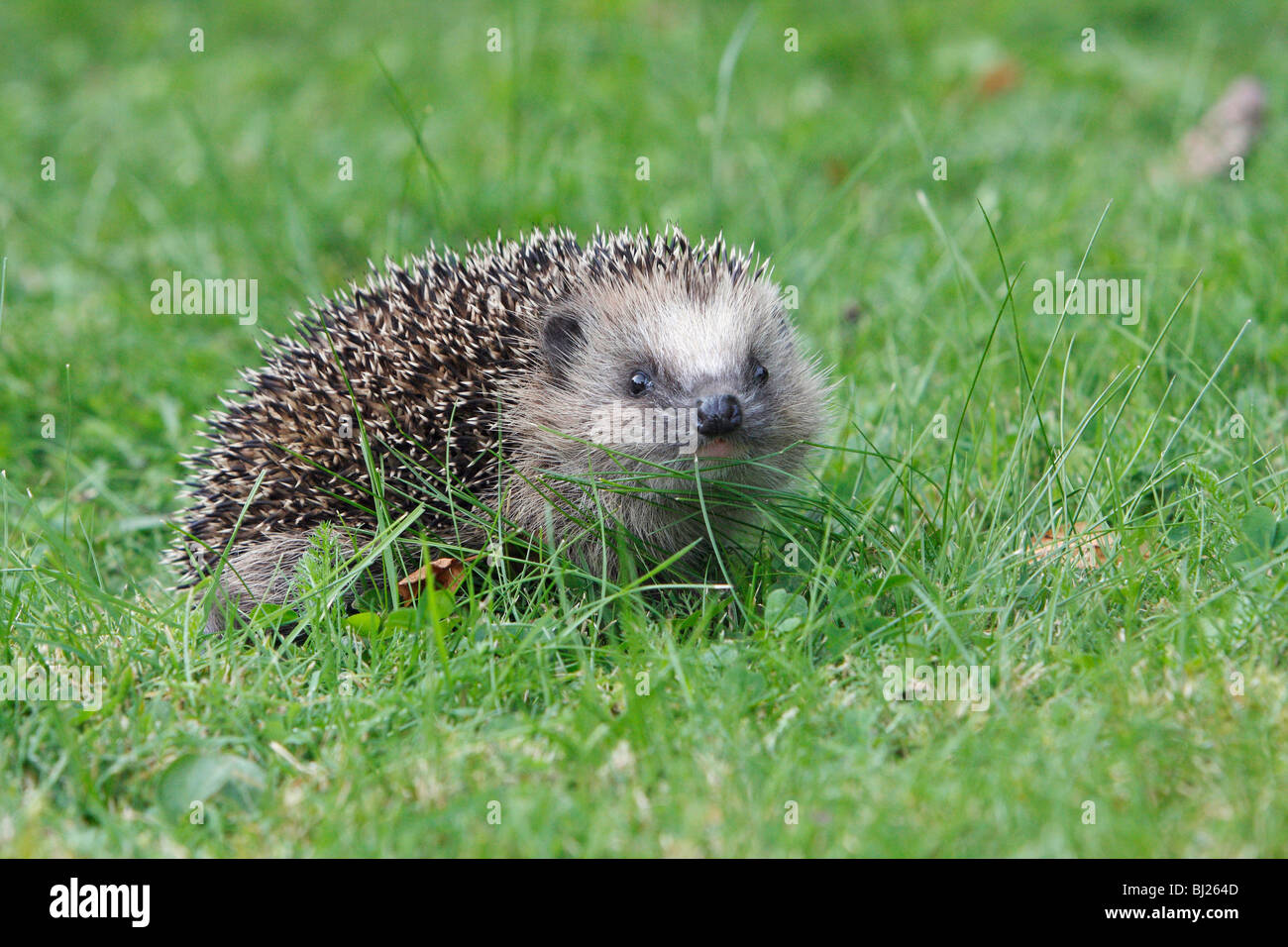 Baby igel Fotos und Bildmaterial in hoher Auflösung Alamy