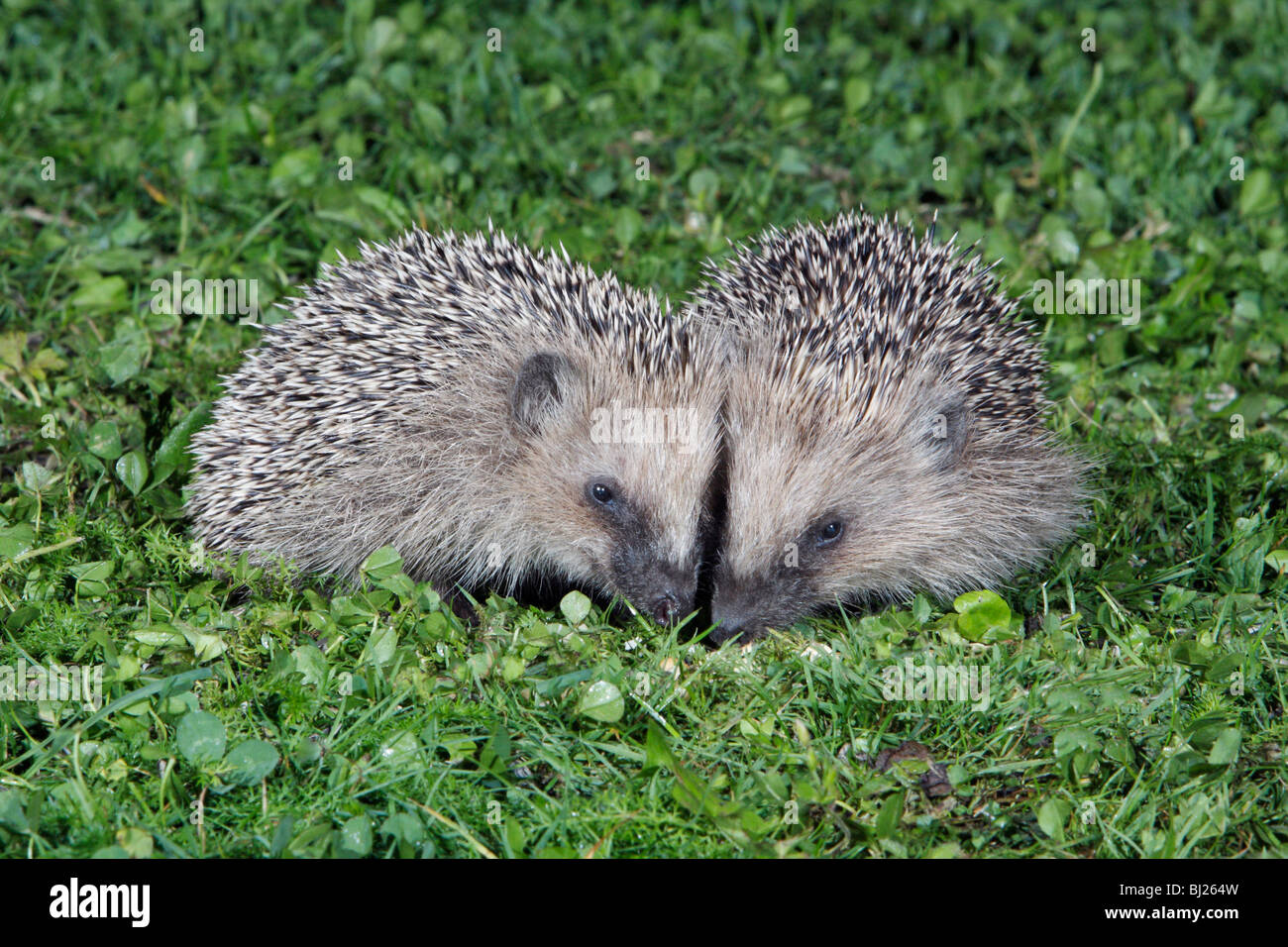 Zwei junge igel Fotos und Bildmaterial in hoher Auflösung Alamy