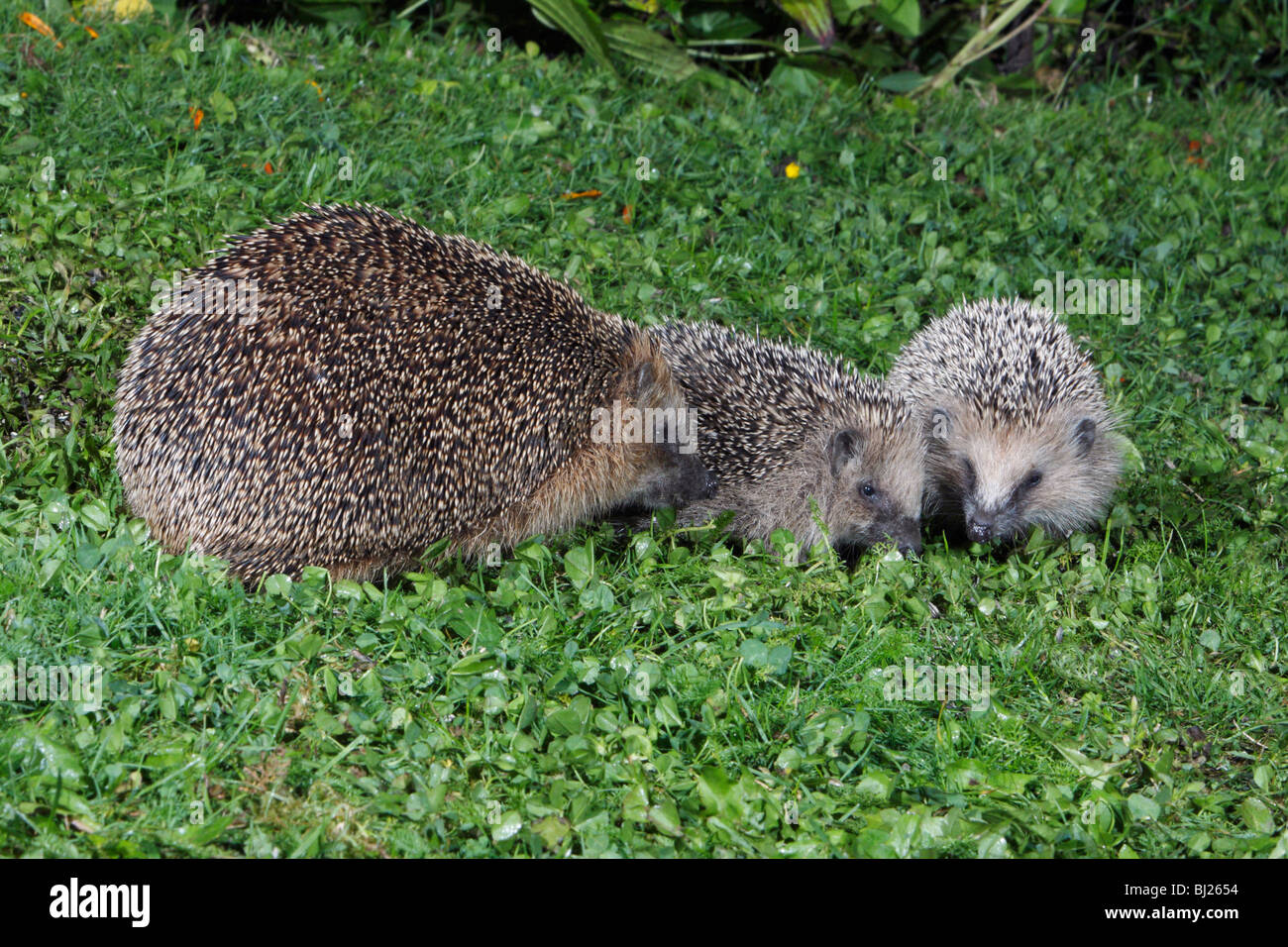 Europaische Igel Erinaceus Europaeus Mutter Mit 2 Jungtiere Im
