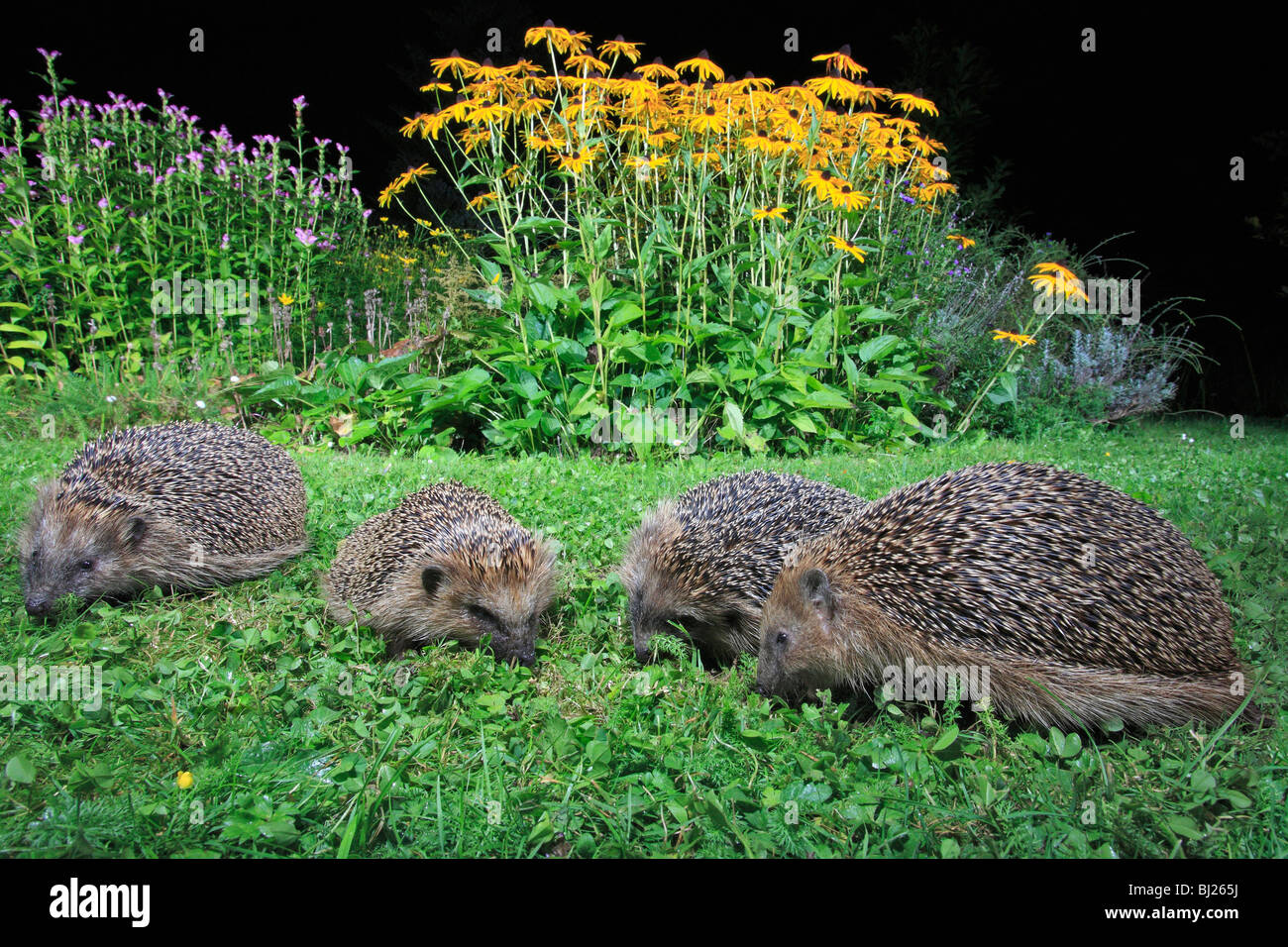 Europäische Igel (Erinaceus Europaeus) 4 Tiere füttern im Garten in der Nacht Stockfoto