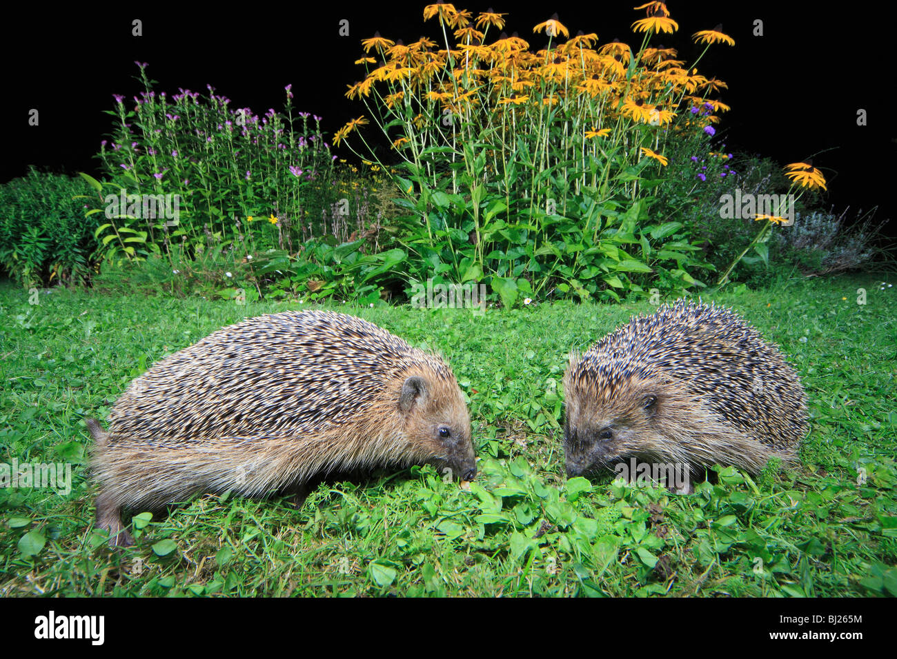 Igel garten Fotos und Bildmaterial in hoher Auflösung Alamy
