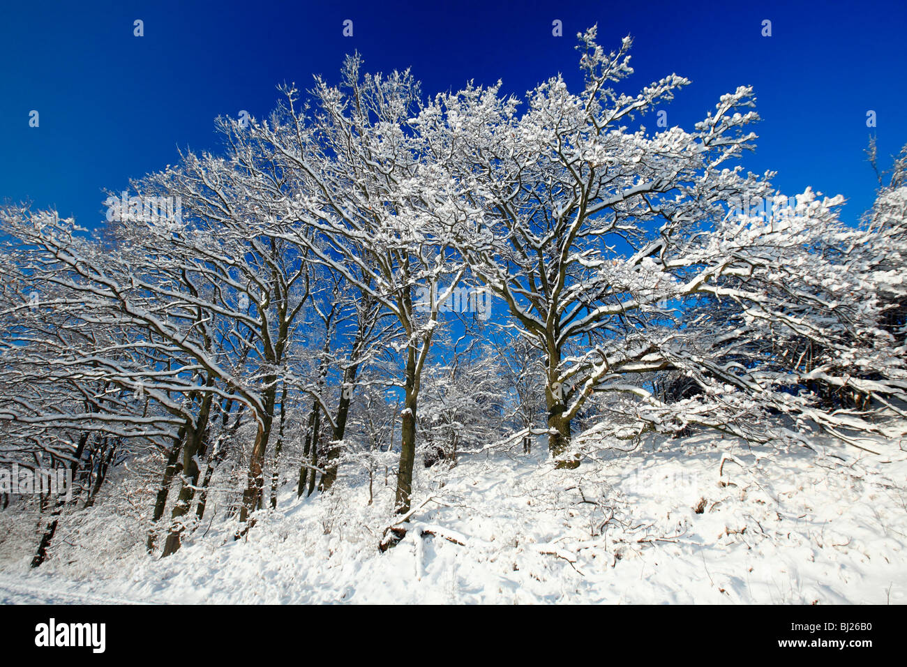 Eichen, Quercus Robur, bedeckt im Schnee, Winter, Harzer Berge, Niedersachsen, Deutschland Stockfoto