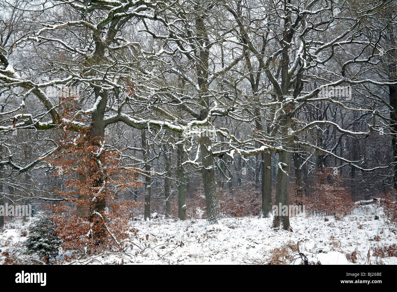 Eiche Wald, Quercus Robur, im Winter, Reinhardswald Wald, Hessen, Norddeutschland Stockfoto