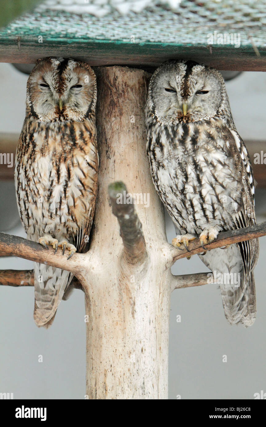 Tawny Eule, Strix Aluco, zwei ruhen tagsüber, Deutschland Stockfoto