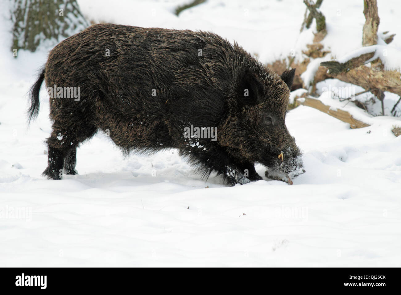 Wildschwein, Sus Scrofa, Nahrungssuche im Schnee bedeckt Wald, Deutschland Stockfoto