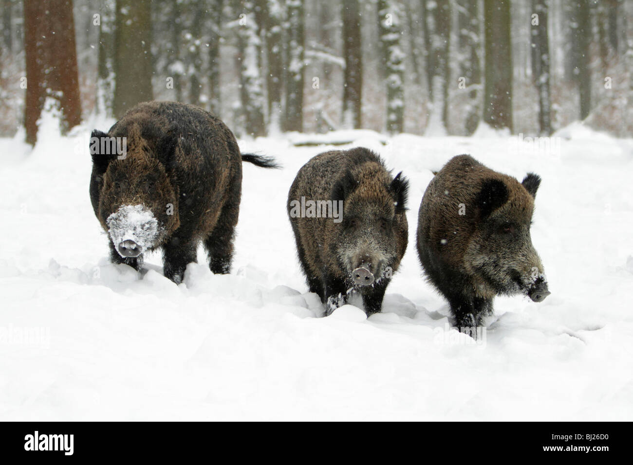 Wildschwein, Sus Scrofa, Wildschwein und zwei Sauen im Schnee bedeckt Wald, Deutschland Stockfoto