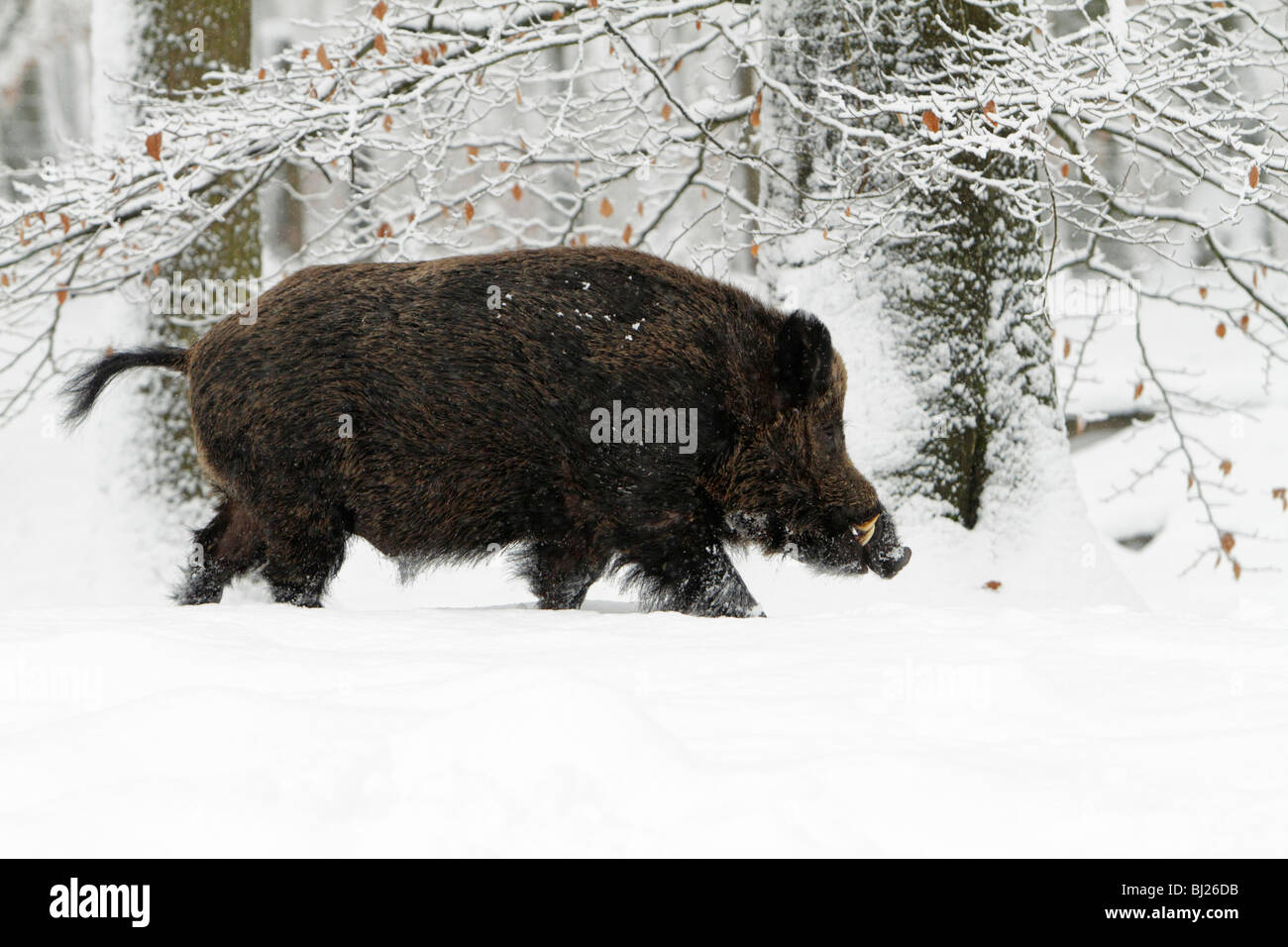 Wildschwein, Sus Scrofa, im Schnee bedeckt Wald, Deutschland Stockfoto
