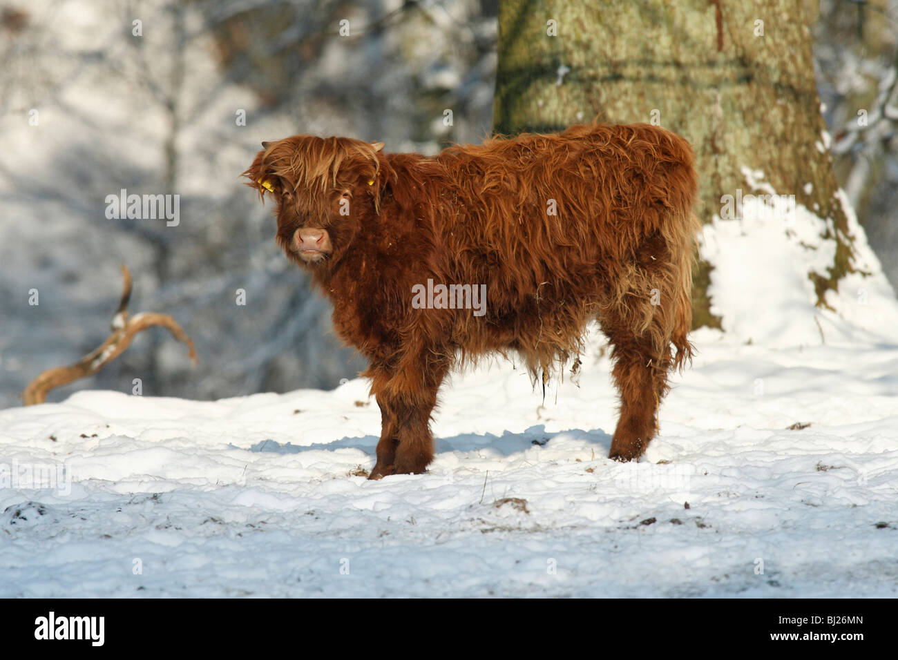 Rinder, Highland Kuh, Kalb, auf schneebedeckten Feld, Deutschland Stockfoto