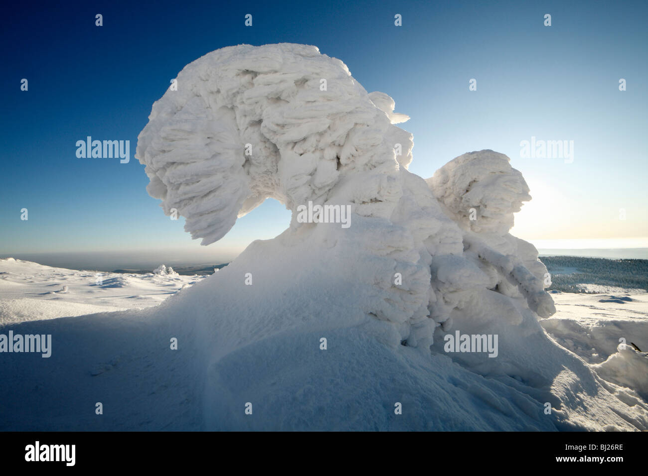 Schneebedeckte Bäume gemeine Fichte, Picea Abies, im Winter, Brocken Berg, Nationalpark Hochharz, Saxony Anhalt, Deutschland Stockfoto