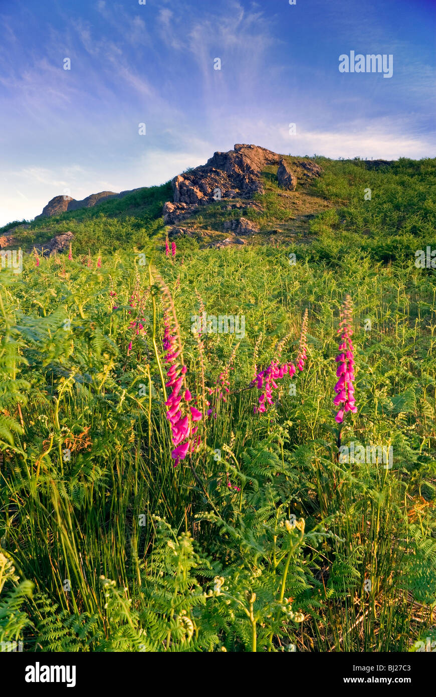 Fingerhut in der Nähe von Wat Wasser im englischen Lake District Stockfoto