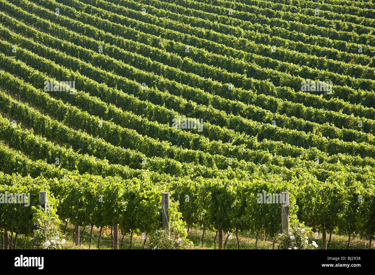 Weinberge bei De Bortoli Weinberge, Yarra Valley, Victoria, Australia Stockfoto