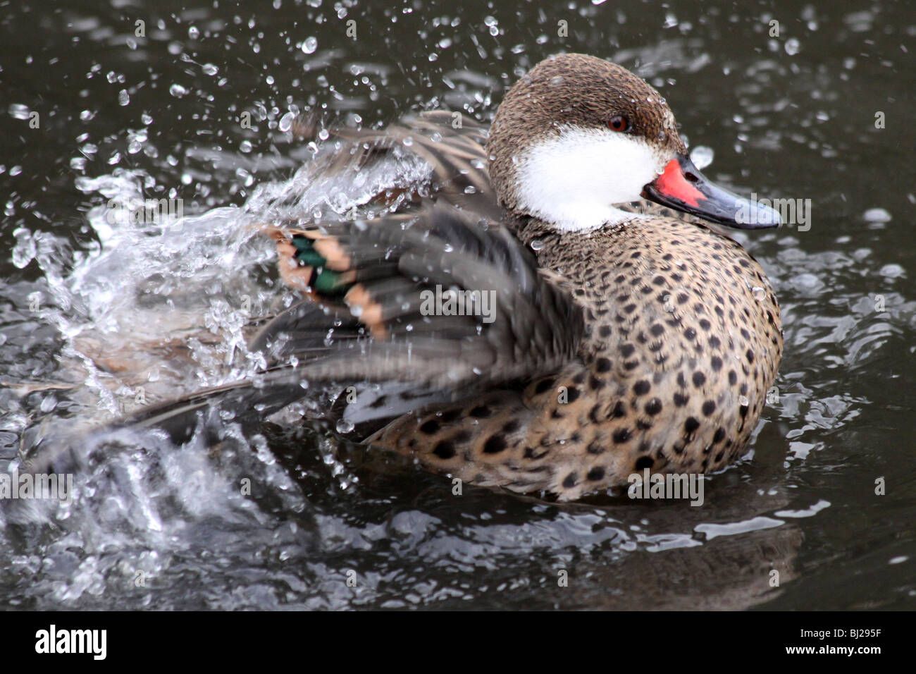 Weißen Wangen Pintail oder Bahama Pintail Anas Bahamensis schwimmen an Martin bloße WWT, Lancashire Stockfoto