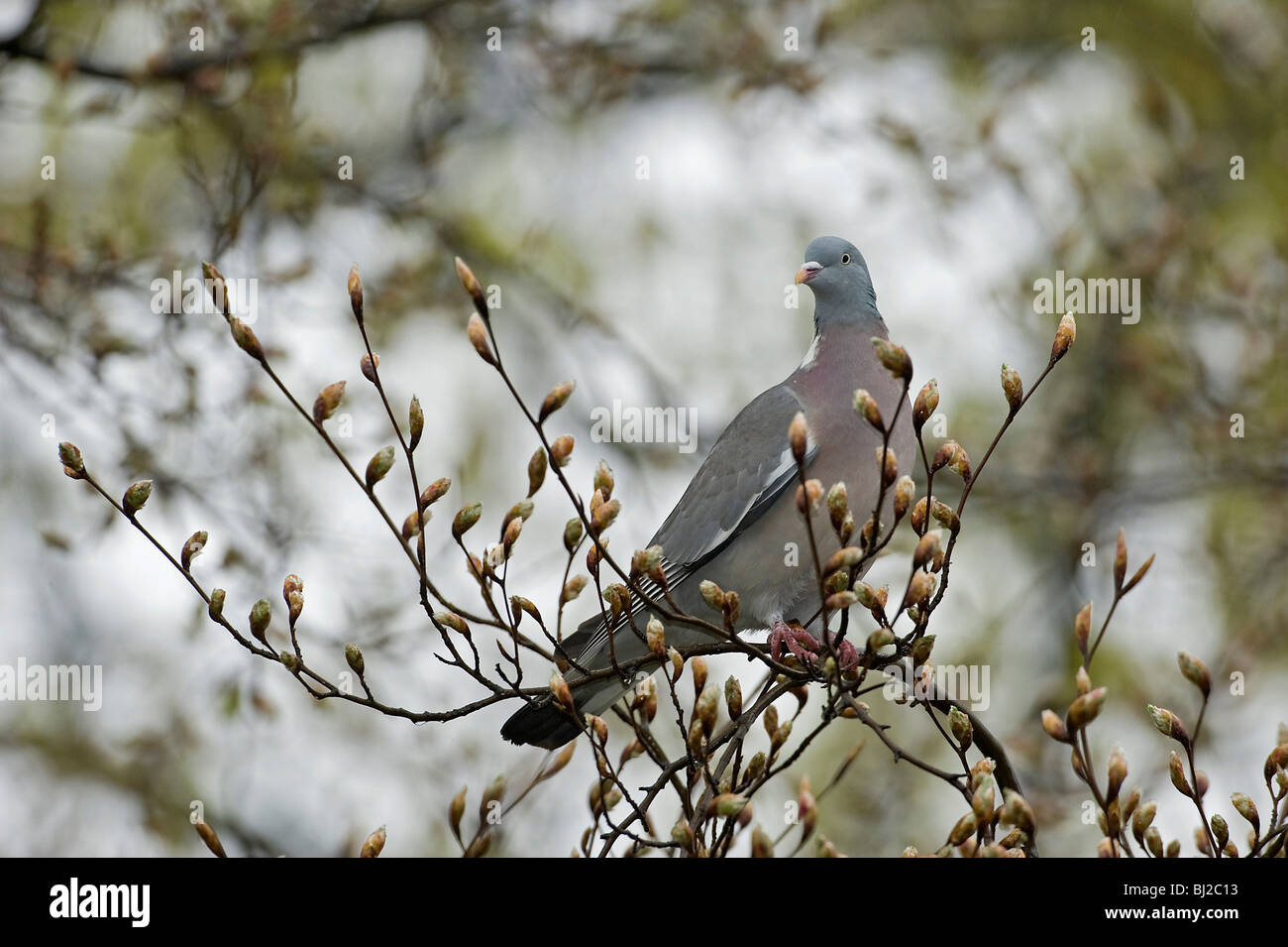 Ringeltaube Columba Palumbus in Buche Baum Fagus Sylvatica, da brechen Knospen Stockfoto