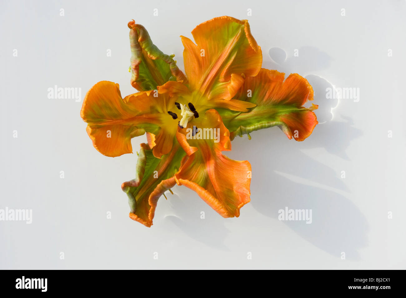 Stillleben mit Papagei-Tulpen zeigen gewellt und verdreht Blütenblätter mit Fransen Grenzen. Stockfoto
