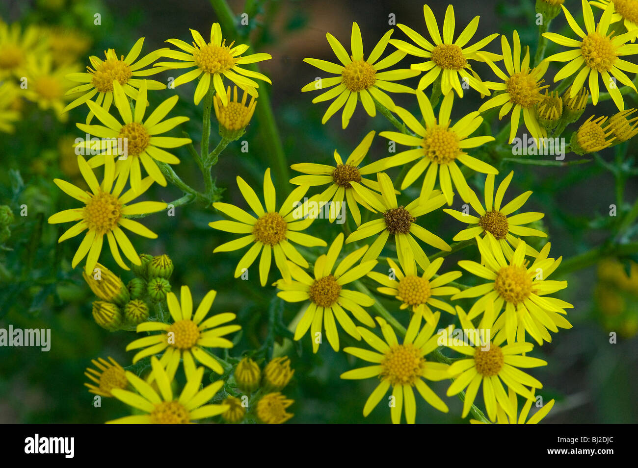 Kreuzkraut, Senecio Jacobaea, Blüte lockt viele Insekten Stockfoto