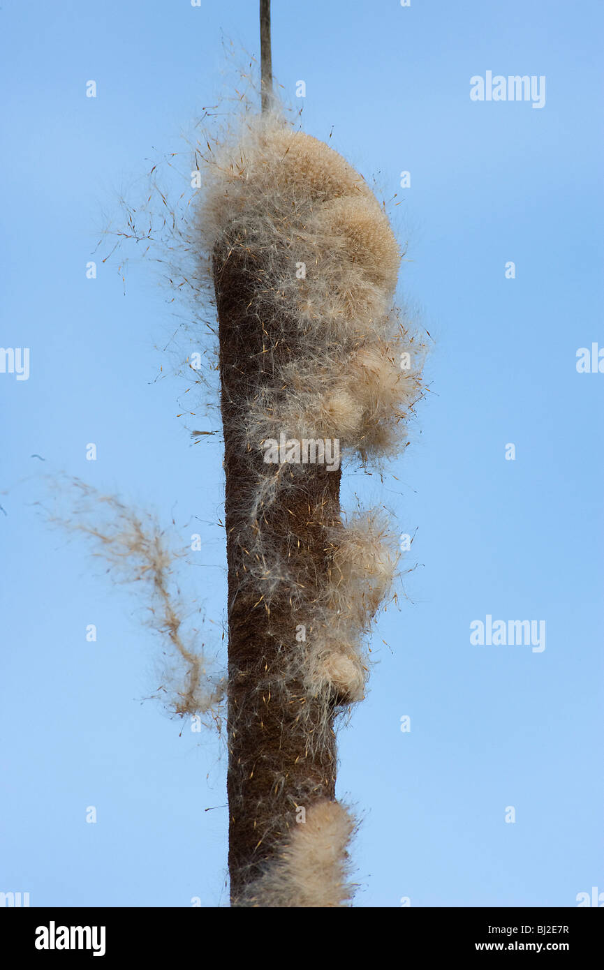 Rohrkolben oder größere Reedmace Dispergieren Samen Stockfoto