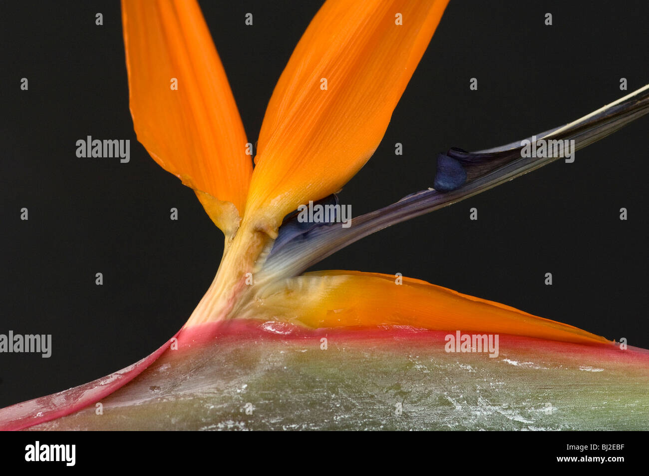 Paradiesvogel oder Kran Blume, Strelitzia reginae Stockfoto