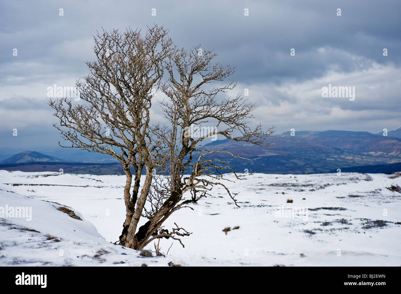 Ein einsamer Baum wachsen in der walisische Landschaft mit Schnee bedeckt. Stockfoto