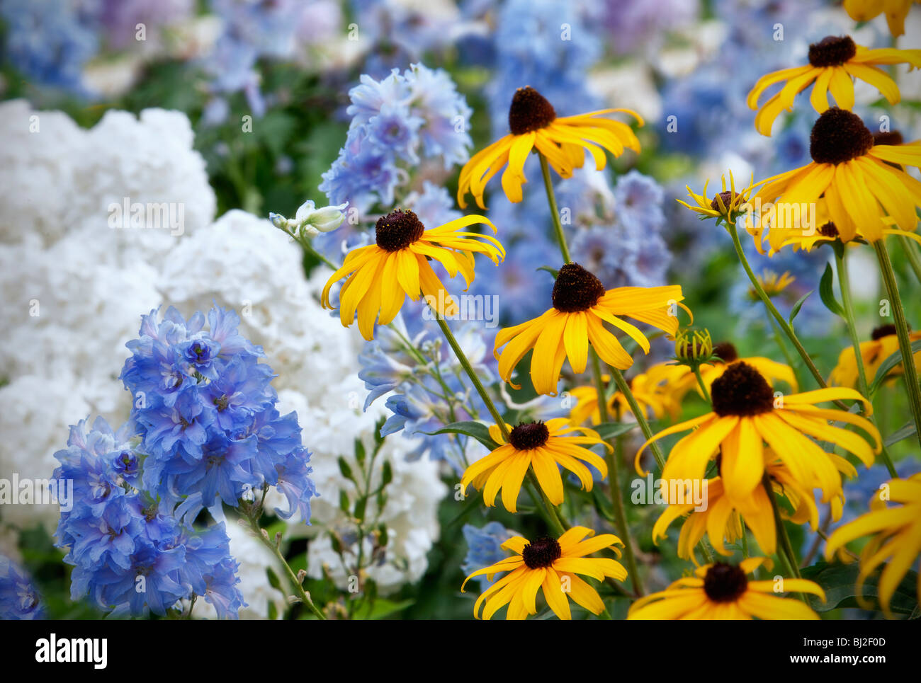 Goldstrum "Rudbeckia und Blauer Rittersporn ' Summer Skies. Al Garten. Woodburn, Oregon. Stockfoto
