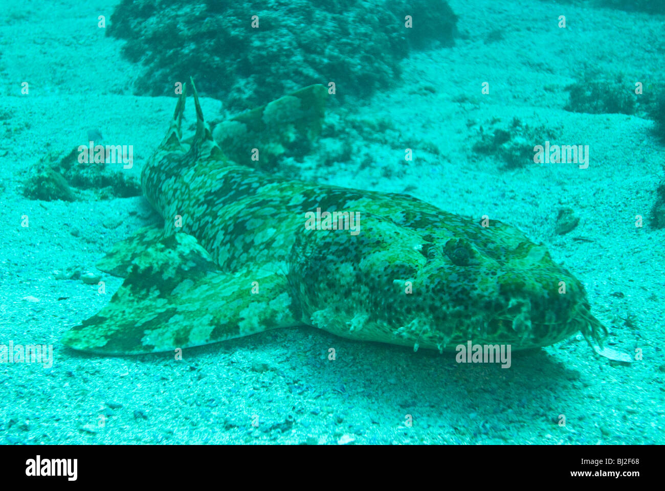 Wobbegong Shark, North Stradbroke Island, Queensland, Australien Stockfoto
